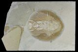 Cretaceous Ray (Cyclobatis) - Very Large For Species #115741-1